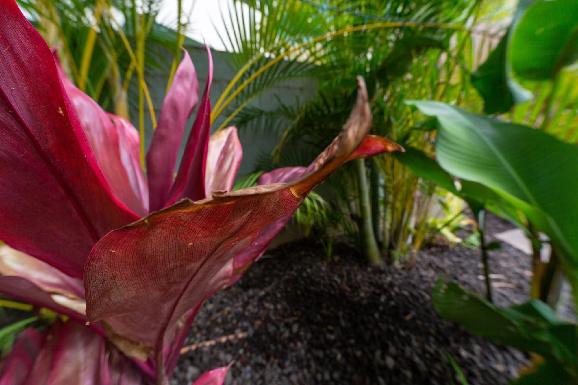 Plumeria Suite, 2-Bedrooms, Sleeps 6, Pool & Bbq, Pre-Renovation Summer Sale Kihei Eksteriør billede